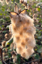 Kandu | 20s CCW Yarn